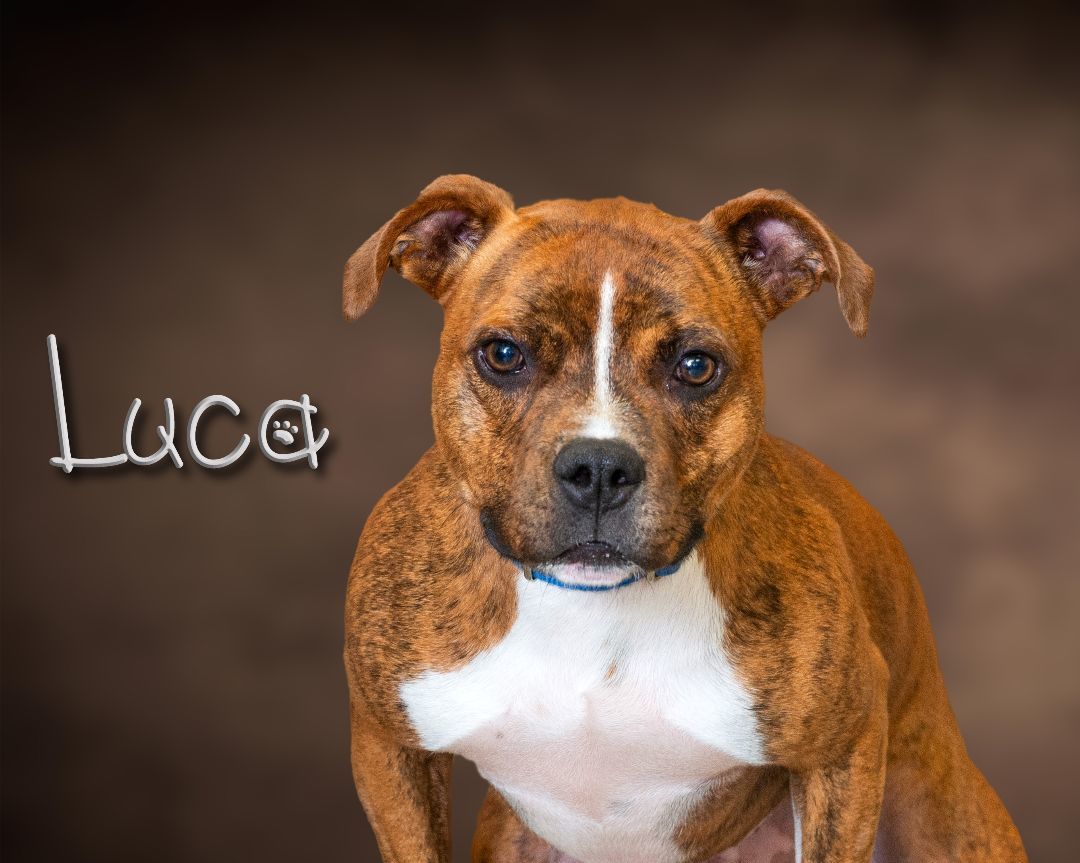 Luca