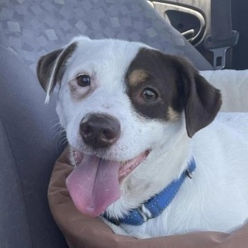 Gambit SC, Adult Male Beagle