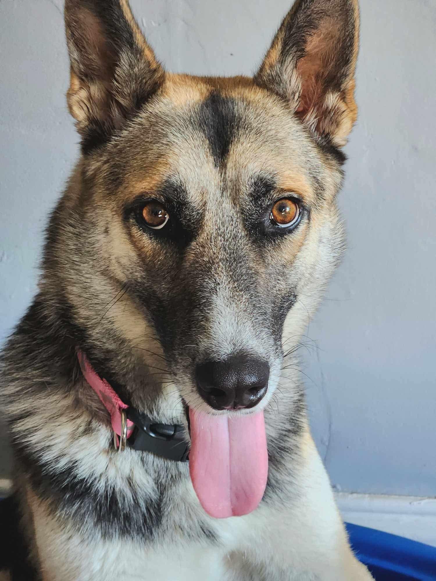 Brynn, Adoptable, Adult Female German Shepherd Dog.