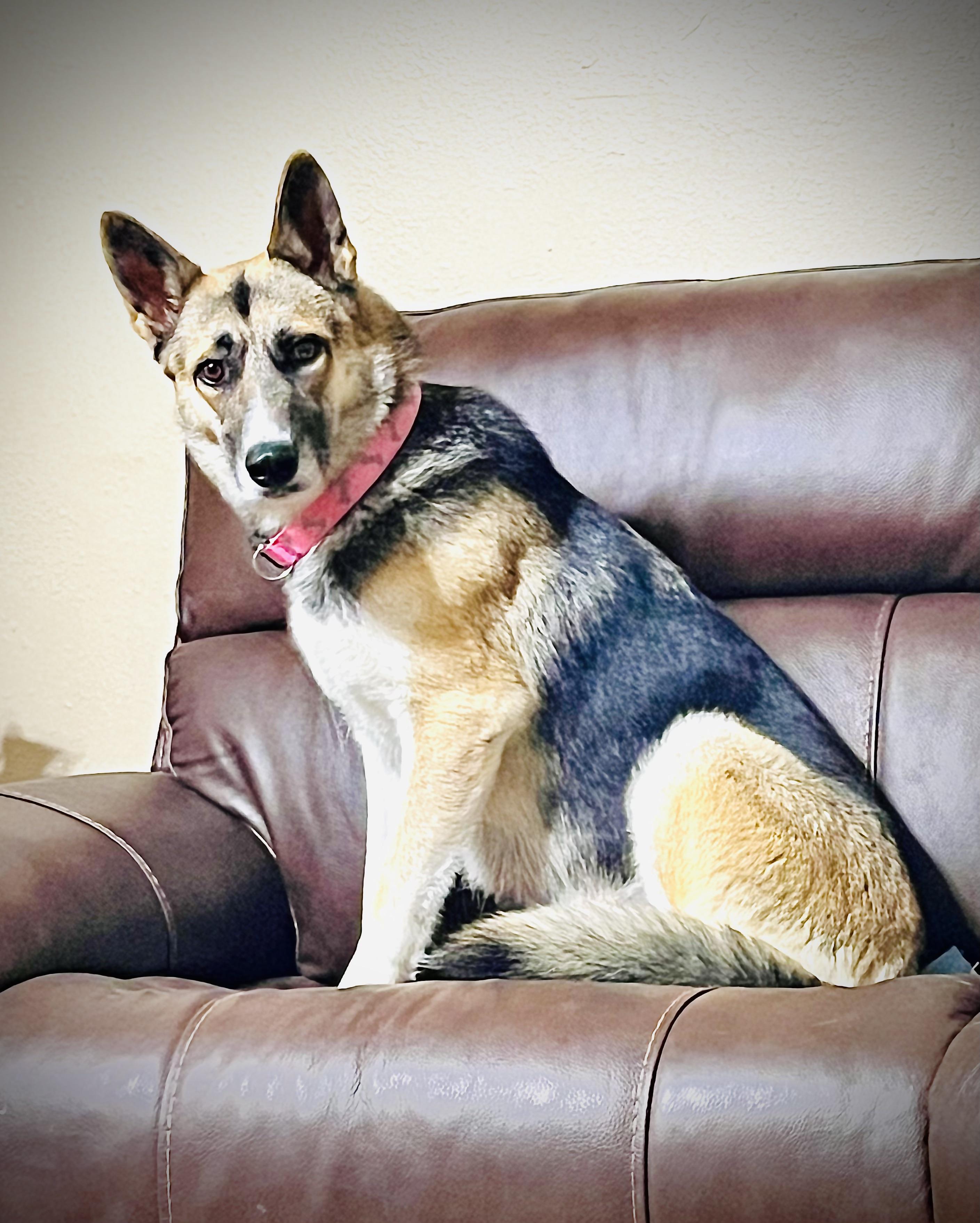 Brynn, a Adoptable mixed breed in Lincoln, NE image 2/2