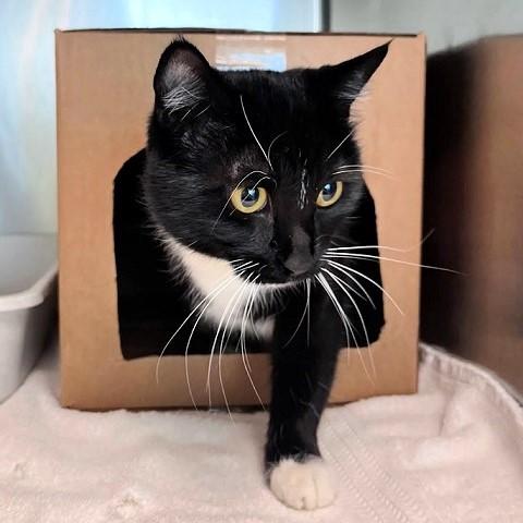 Enlarge Sweet Pea, a ADOPTABLE Domestic Short Hair in Salt Lake City, UT image 1/1