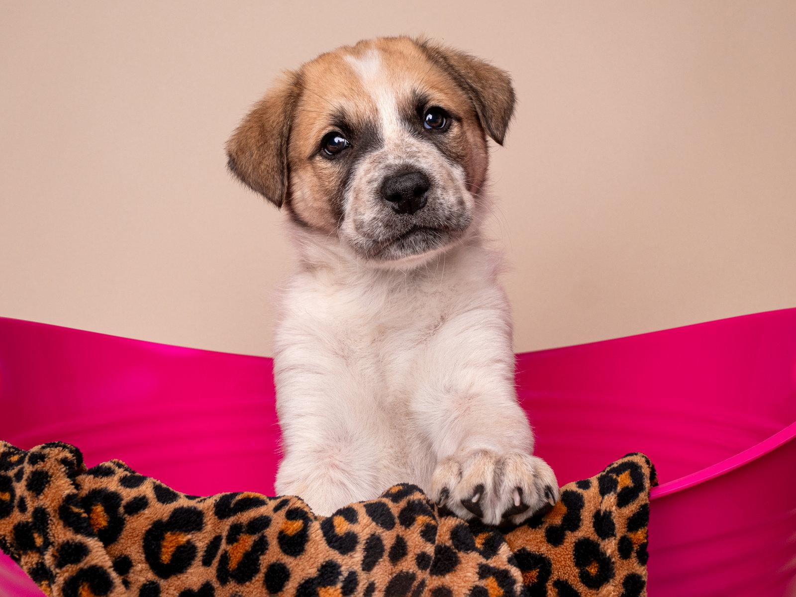 Enlarge Crime: Misdemeanor, a Adoptable Australian Shepherd in Palo Alto, CA image 1/3