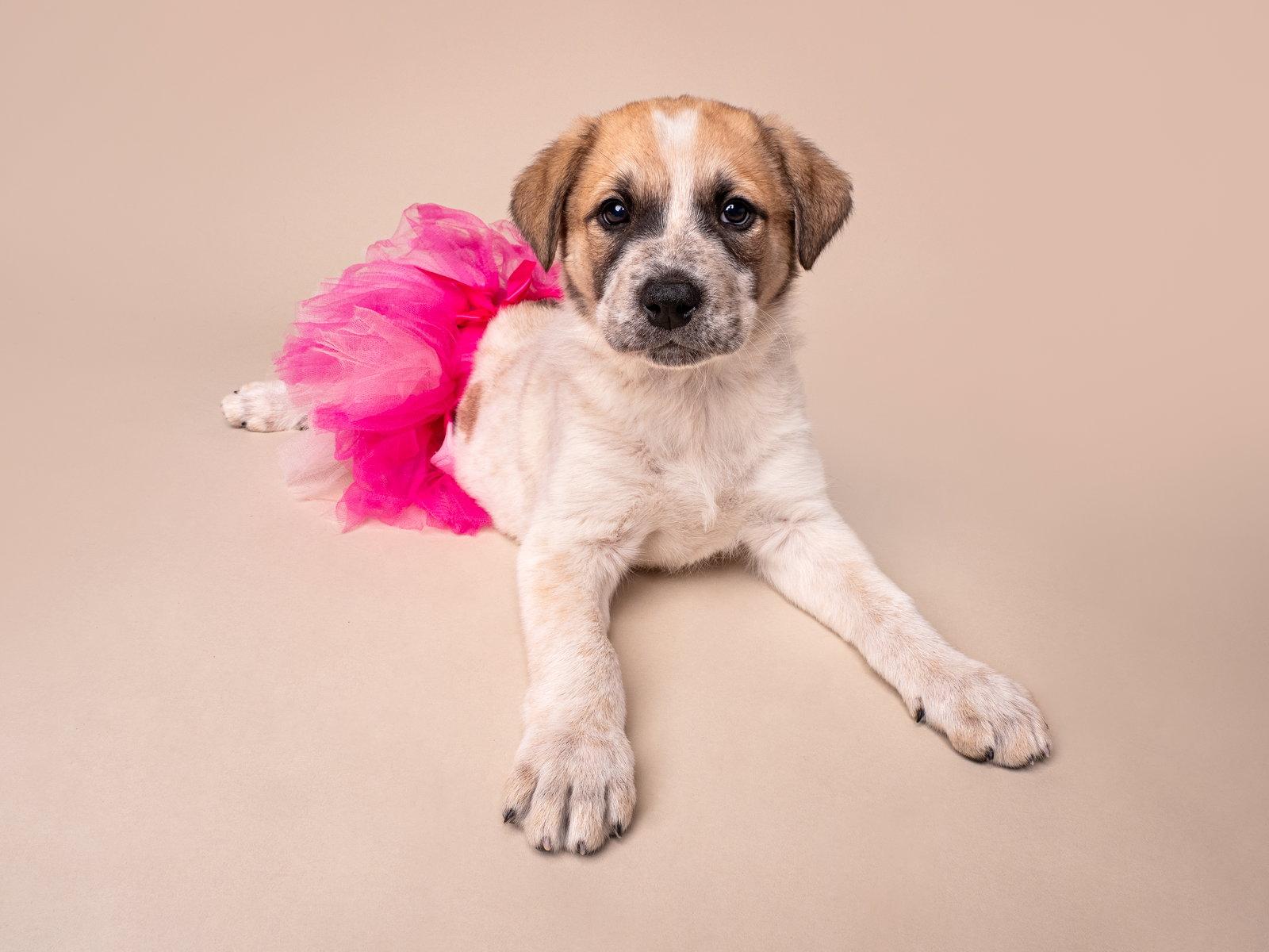 Enlarge Crime: Misdemeanor, a Adoptable Australian Shepherd in Palo Alto, CA image 2/3