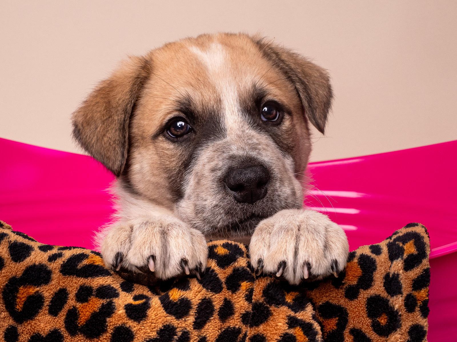 Enlarge Crime: Misdemeanor, a Adoptable Australian Shepherd in Palo Alto, CA image 3/3