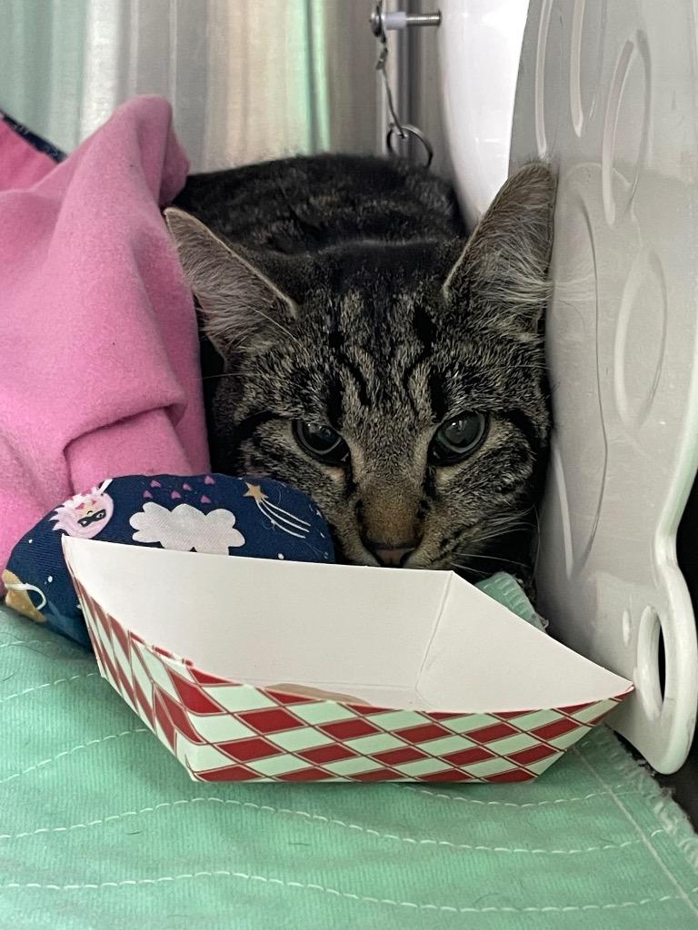 Sunny, Adoptable, Adult Female Domestic Short Hair.