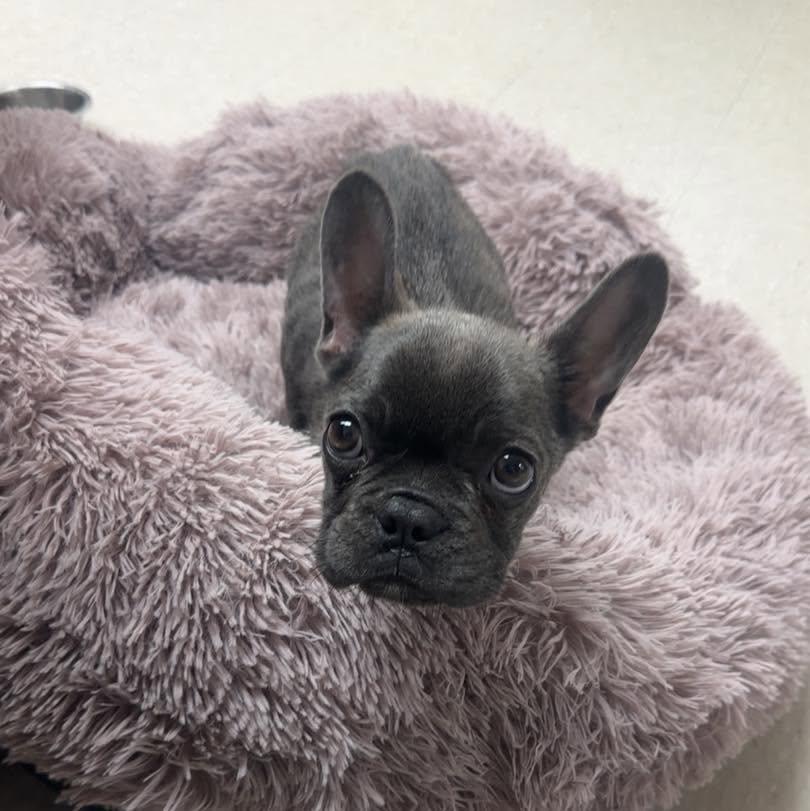 Beckham, Adoptable, Young Male French Bulldog.