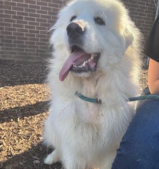 Enlarge Domingo, a Adoptable Great Pyrenees in Oswego, IL image 1/1