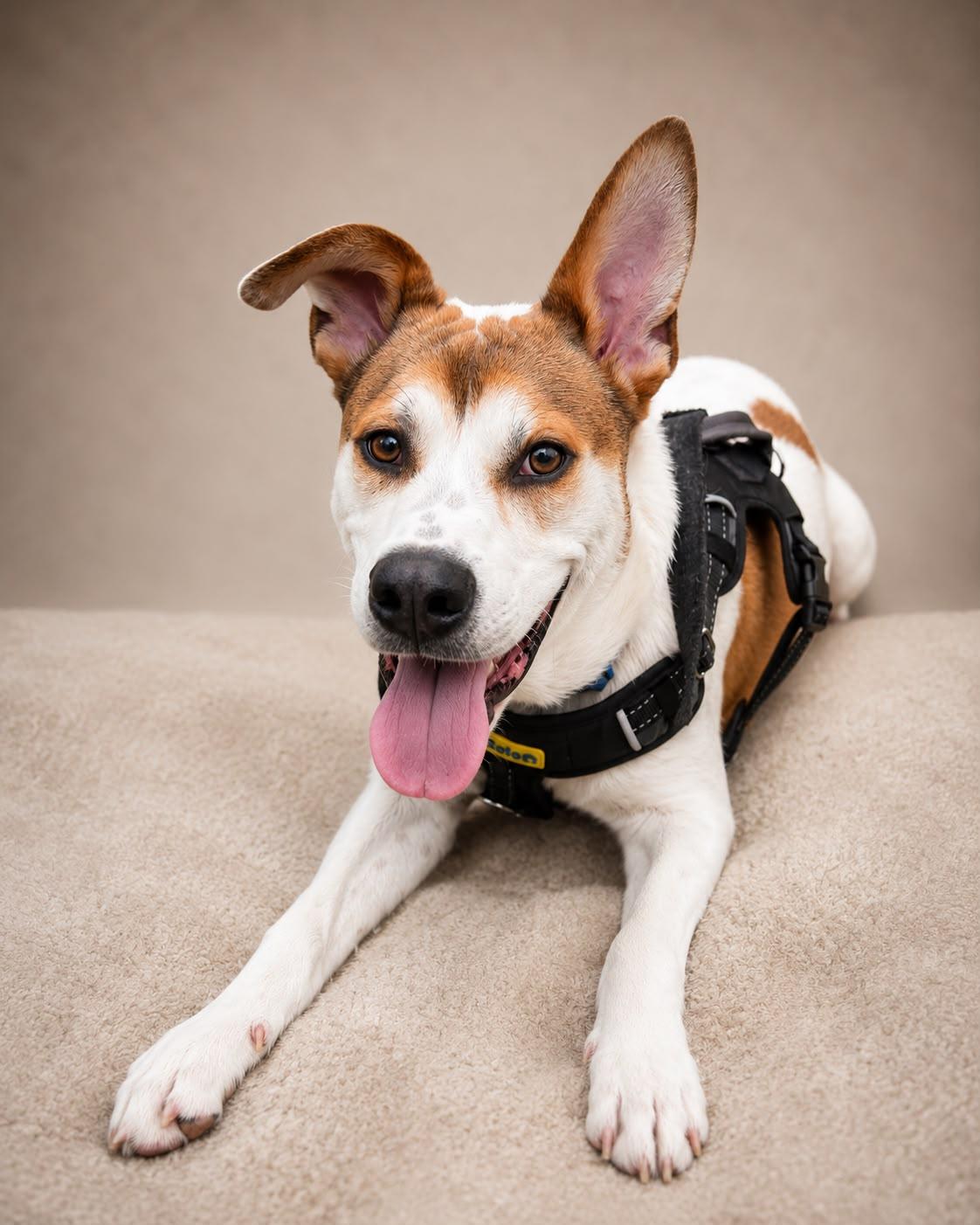ciro, Adoptable, Young Male Jack Russell Terrier.