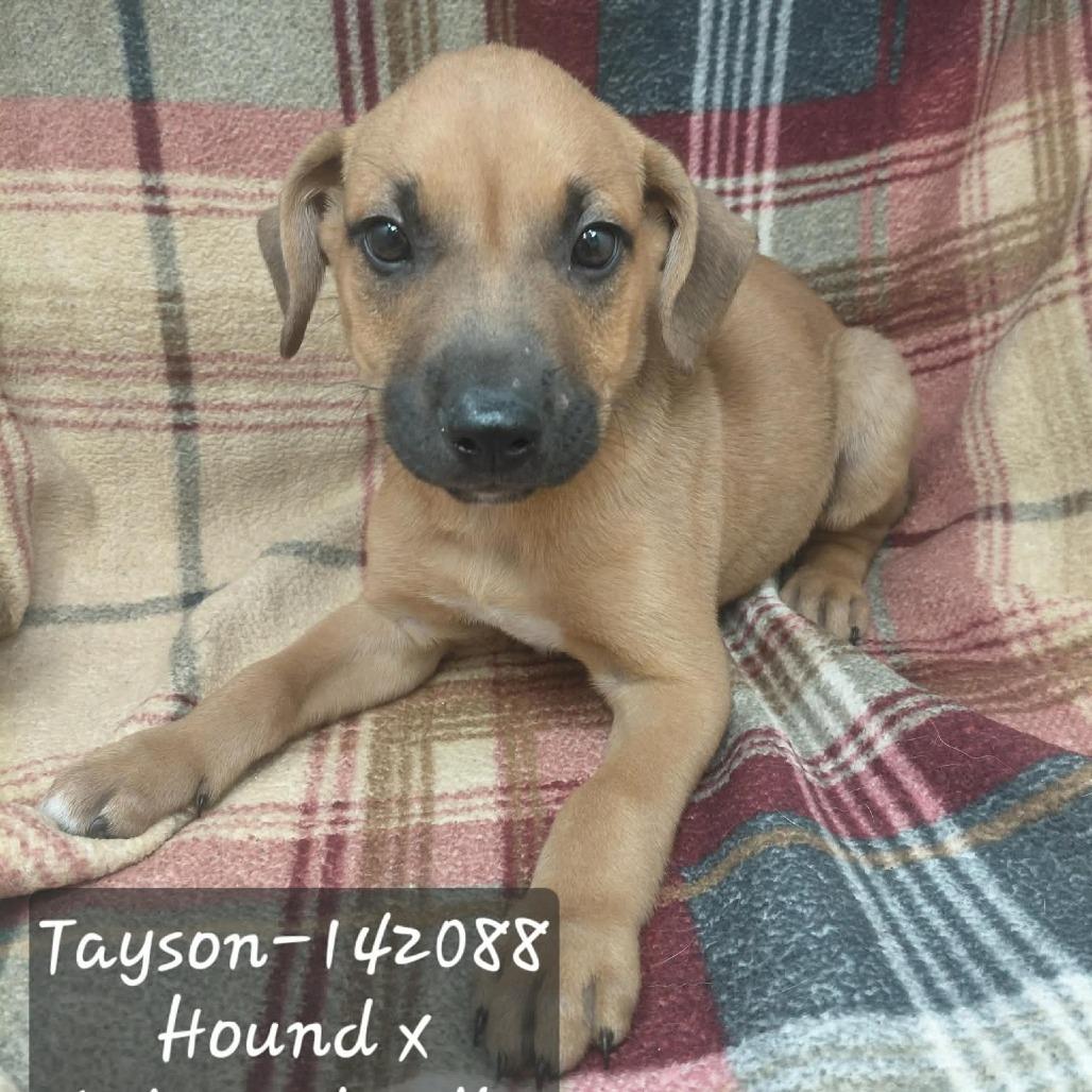 Tayson, Adoptable, Puppy Male Hound.
