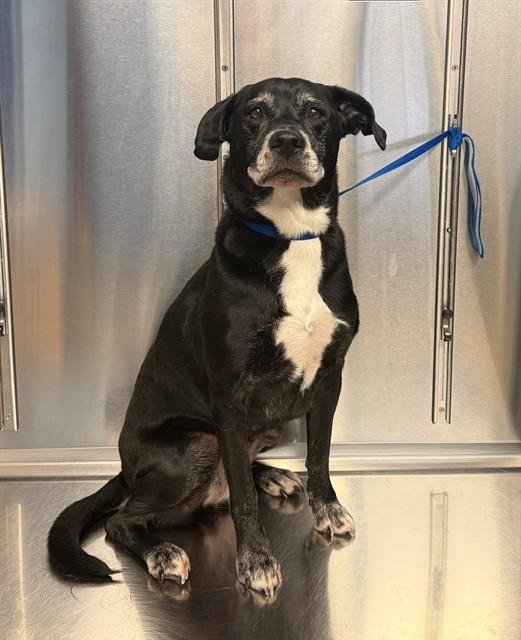 TIA, Adoptable, Adult Female Labrador Retriever.