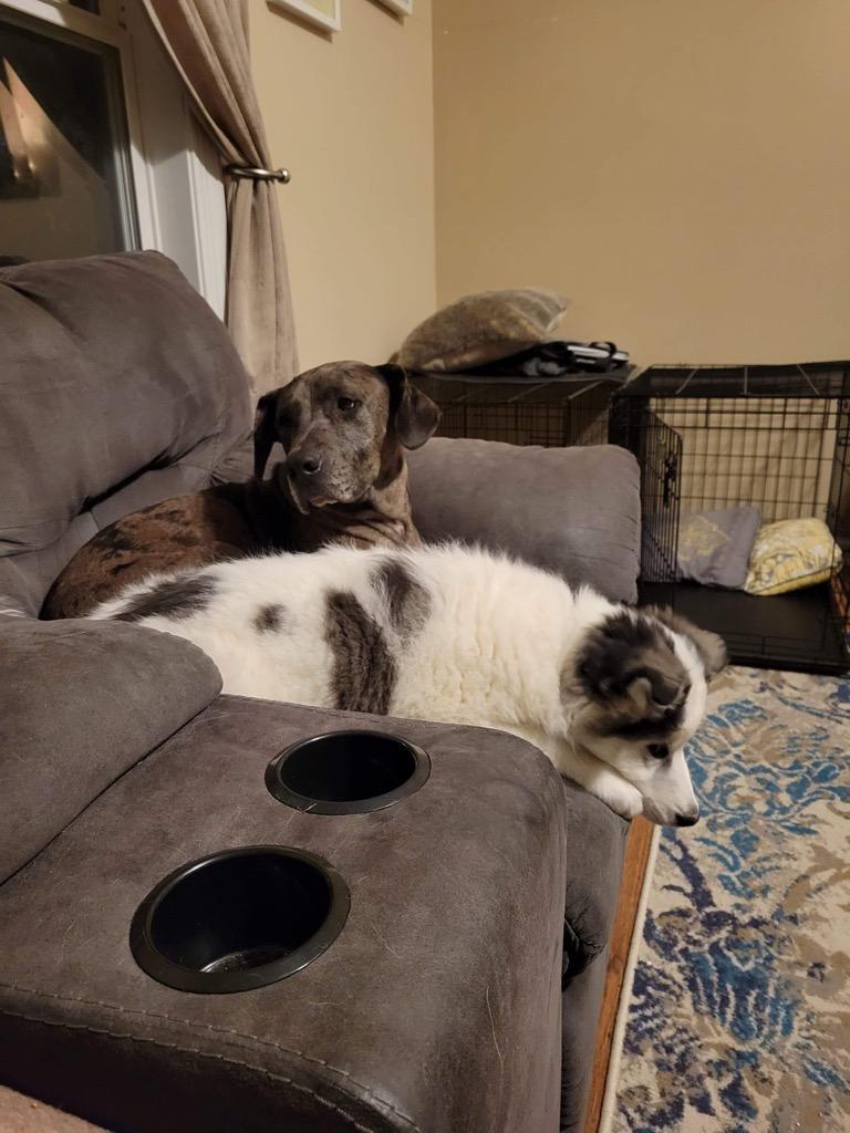 Tank, Adopted, Adult Male Catahoula Leopard Dog & Labrador Retriever.
