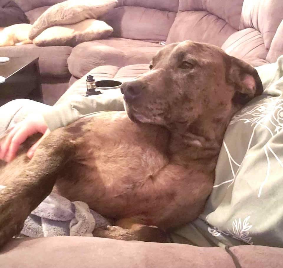 Enlarge Tank, a Adopted mixed breed in Bristol, WI image 2/6