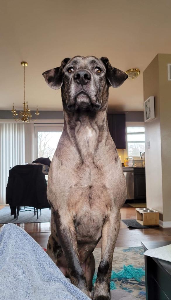 Enlarge Tank, a Adopted mixed breed in Bristol, WI image 6/6