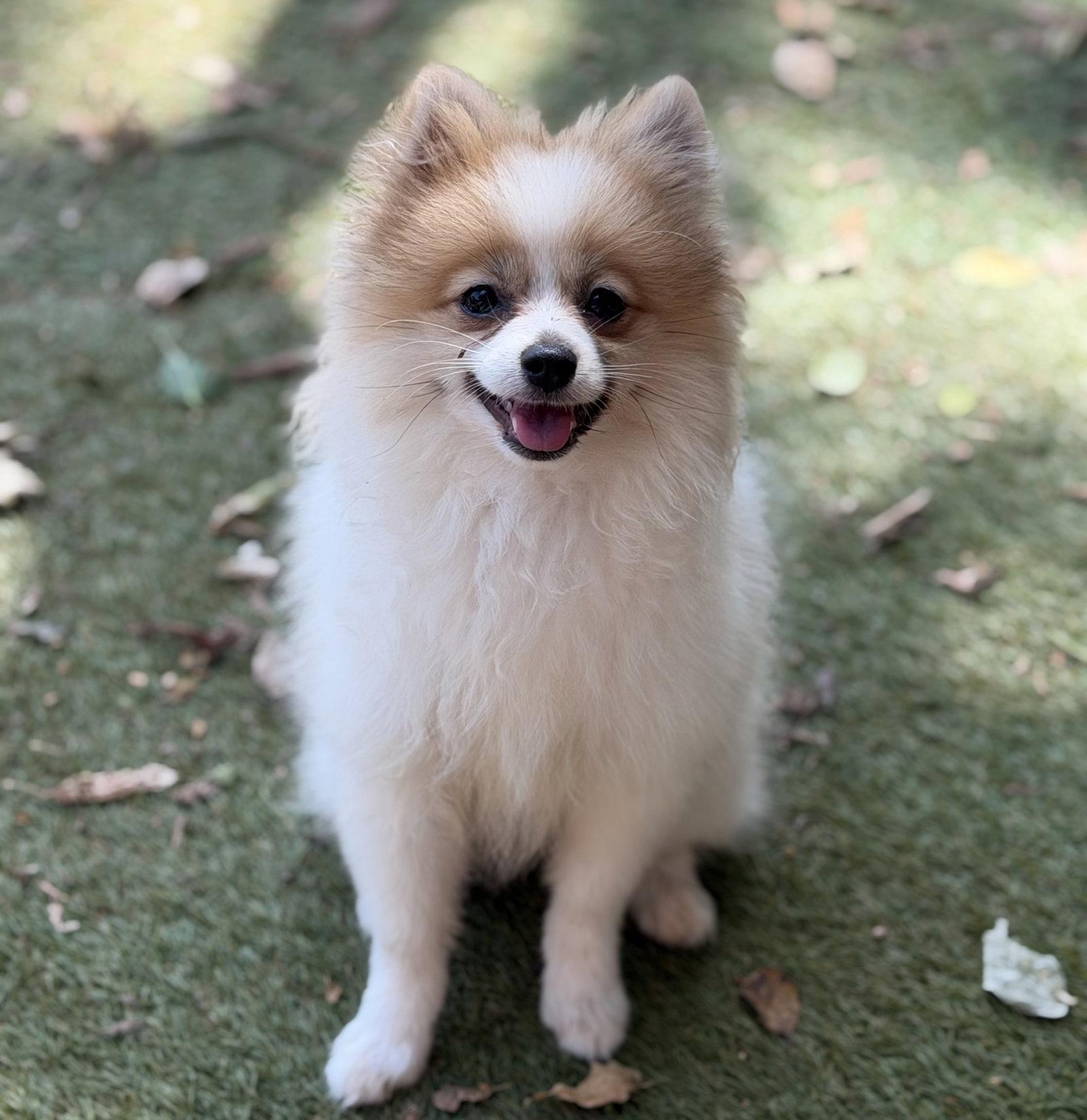 Pia, Adopted, Puppy Female Pomeranian.