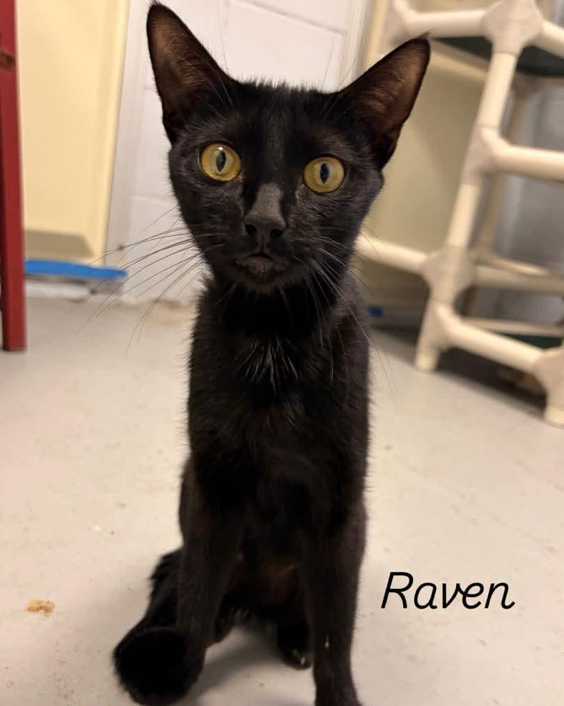 Raven, Adoptable, Adult Female Domestic Short Hair.