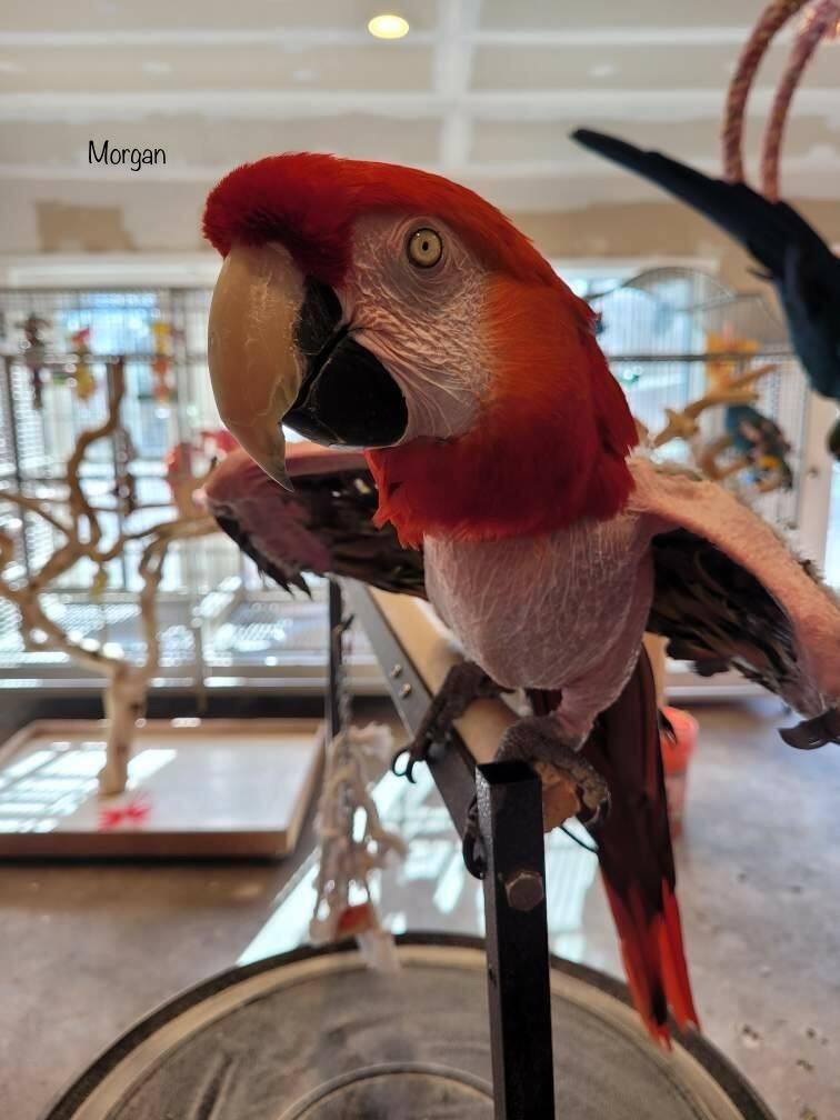 Enlarge Morgan, a Adoptable Macaw in Blairstown, NJ image 1/1