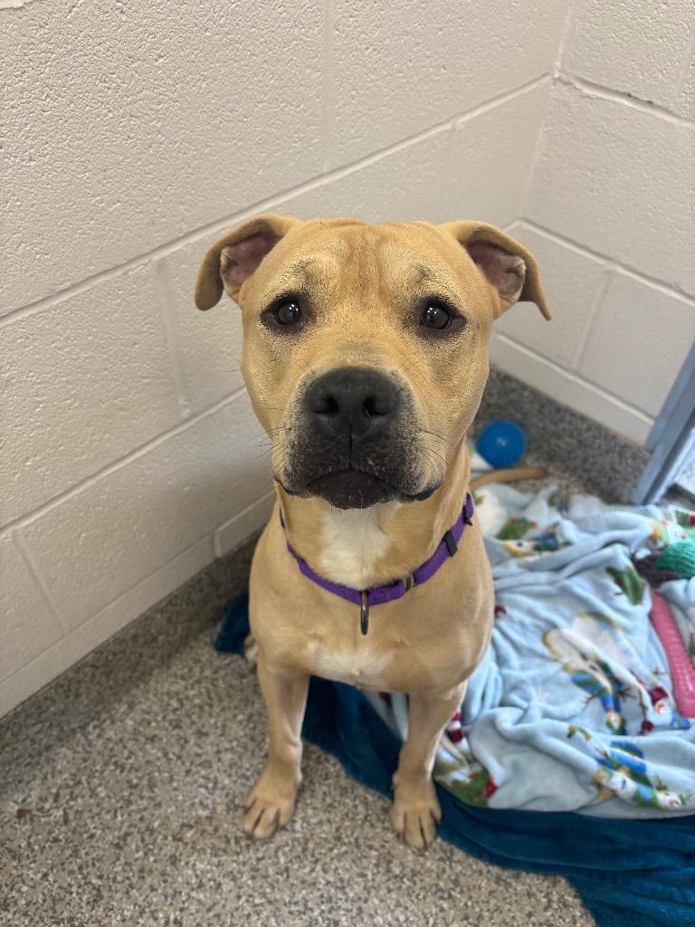 Legolas, Adoptable, Young Male Terrier & Labrador Retriever.