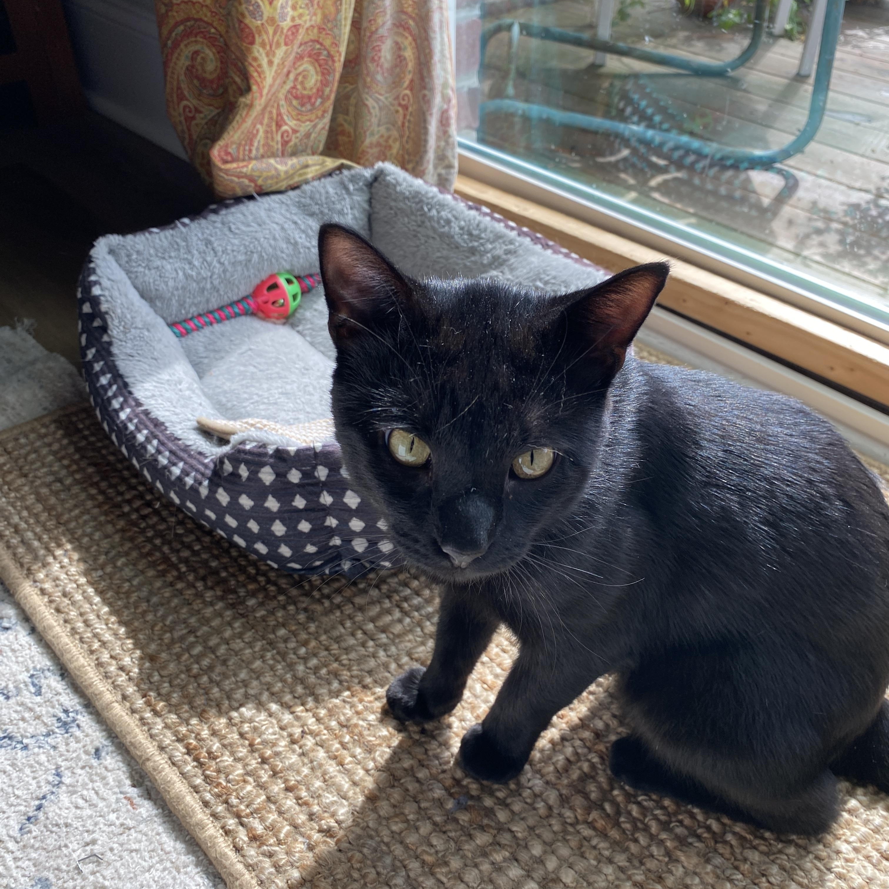 Enlarge Courtesy Listing-Salem, a ADOPTABLE Domestic Short Hair in Carthage, NC image 2/3