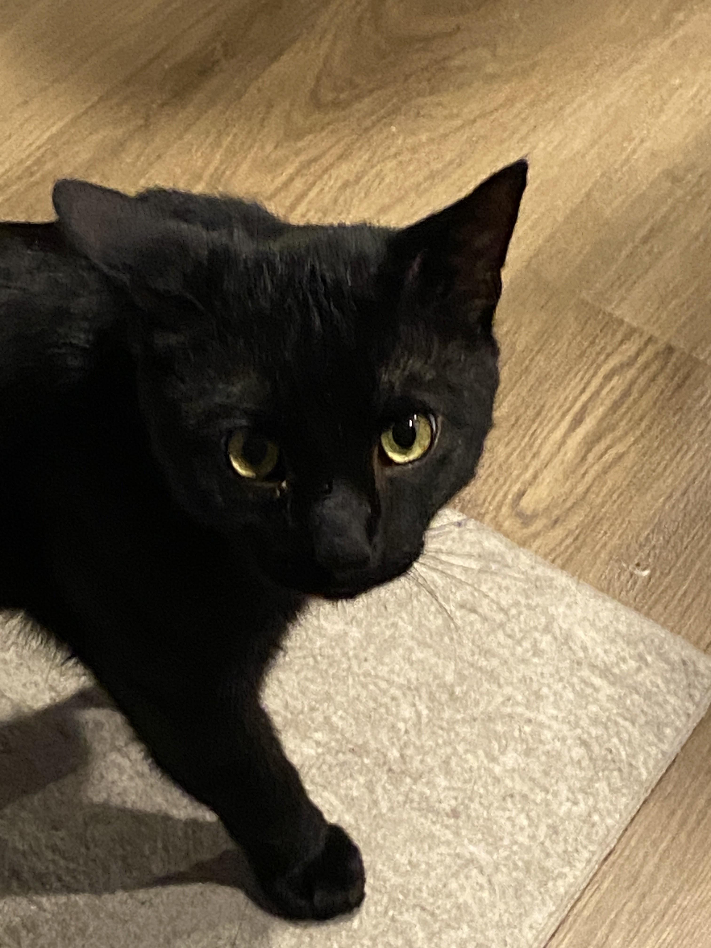 Enlarge Courtesy Listing-Salem, a ADOPTABLE Domestic Short Hair in Carthage, NC image 1/3