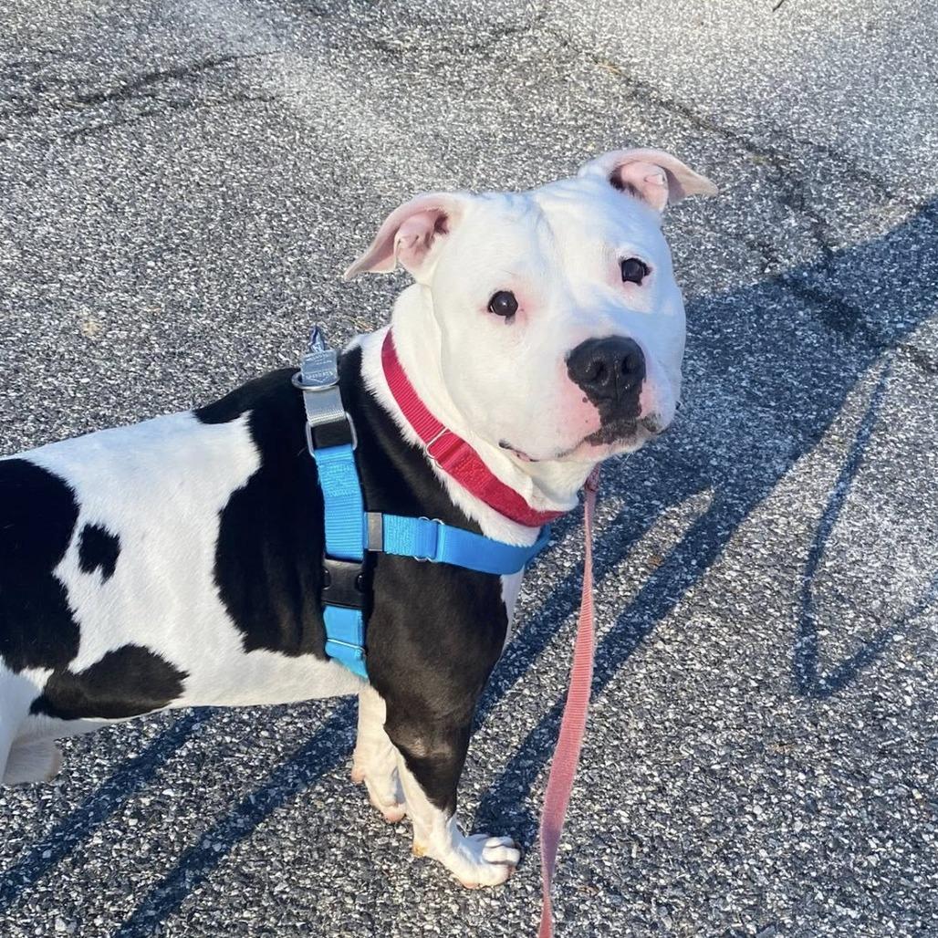 Enlarge Chop, a Adoptable Pit Bull Terrier in Baltimore, MD image 1/2