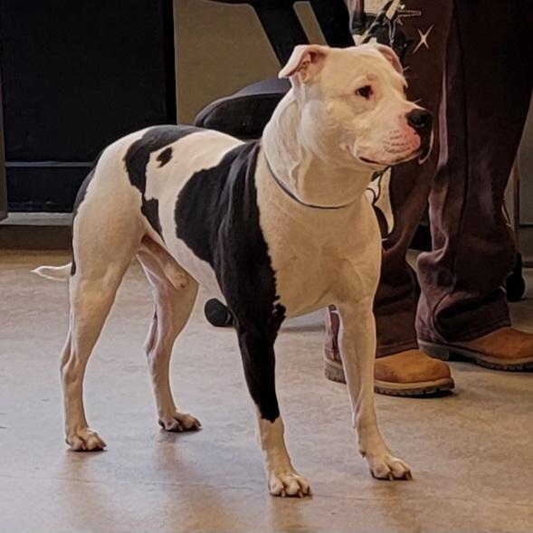 Enlarge Chop, a Adoptable Pit Bull Terrier in Baltimore, MD image 2/2