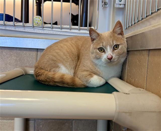 SCOOTER, Adoptable, Young Male Domestic Short Hair.