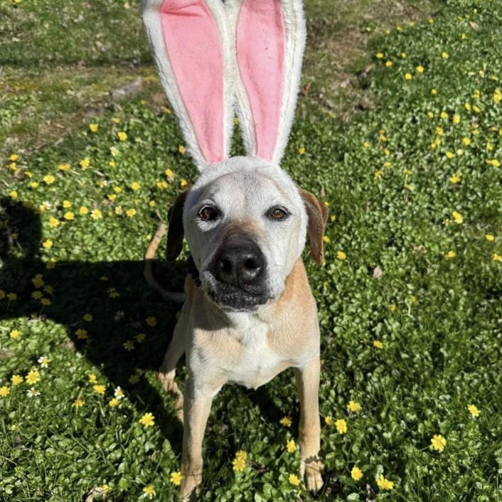 Dog for adoption Gemma, a Mixed Breed in Batavia, OH Petfinder