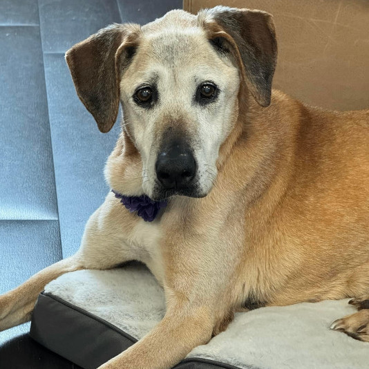 Dog for adoption Gemma, a Mixed Breed in Batavia, OH Petfinder