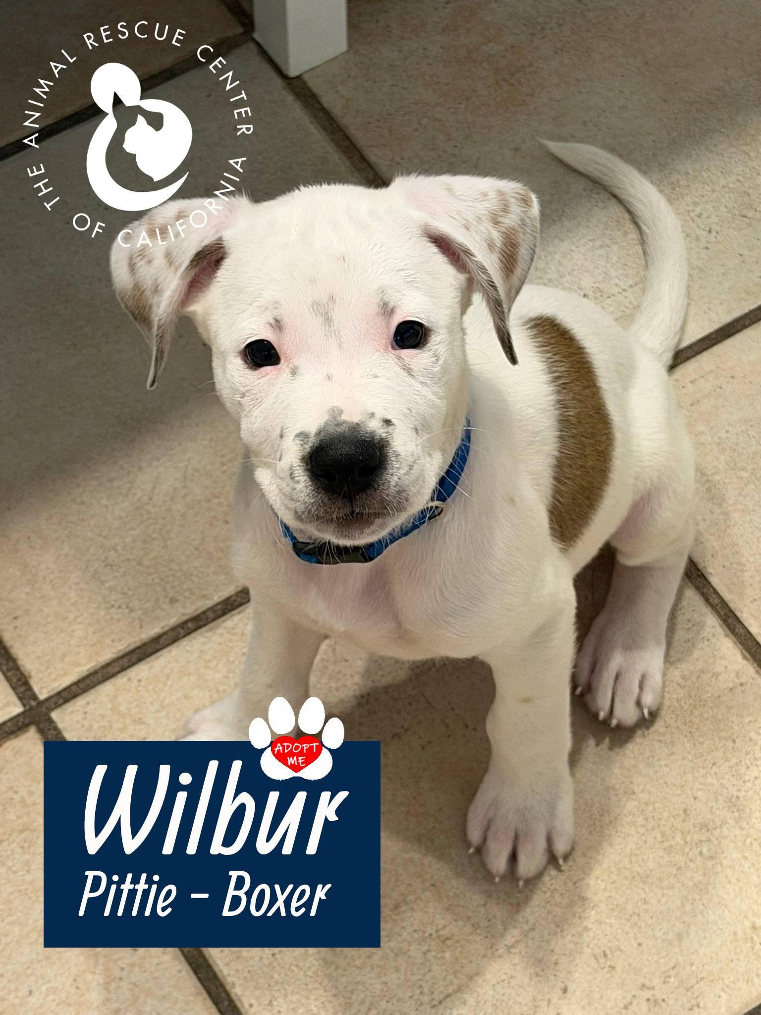 Enlarge Wilbur, a Adopted mixed breed in Coachella, CA image 1/6