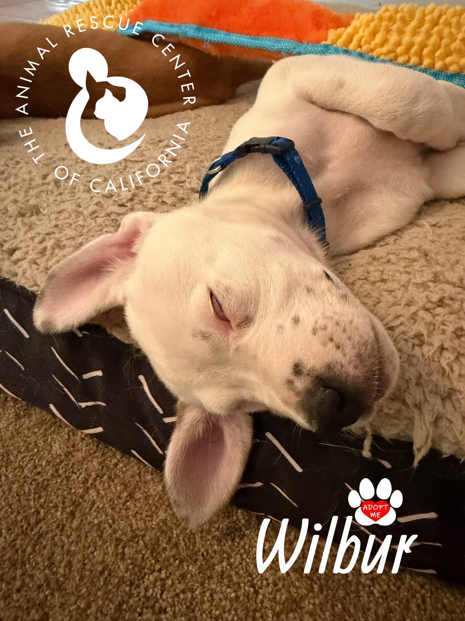 Enlarge Wilbur, a Adopted mixed breed in Coachella, CA image 4/6