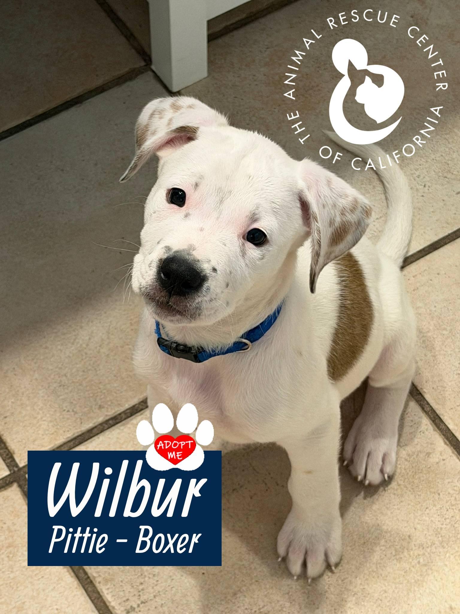 Enlarge Wilbur, a Adopted mixed breed in Coachella, CA image 2/6