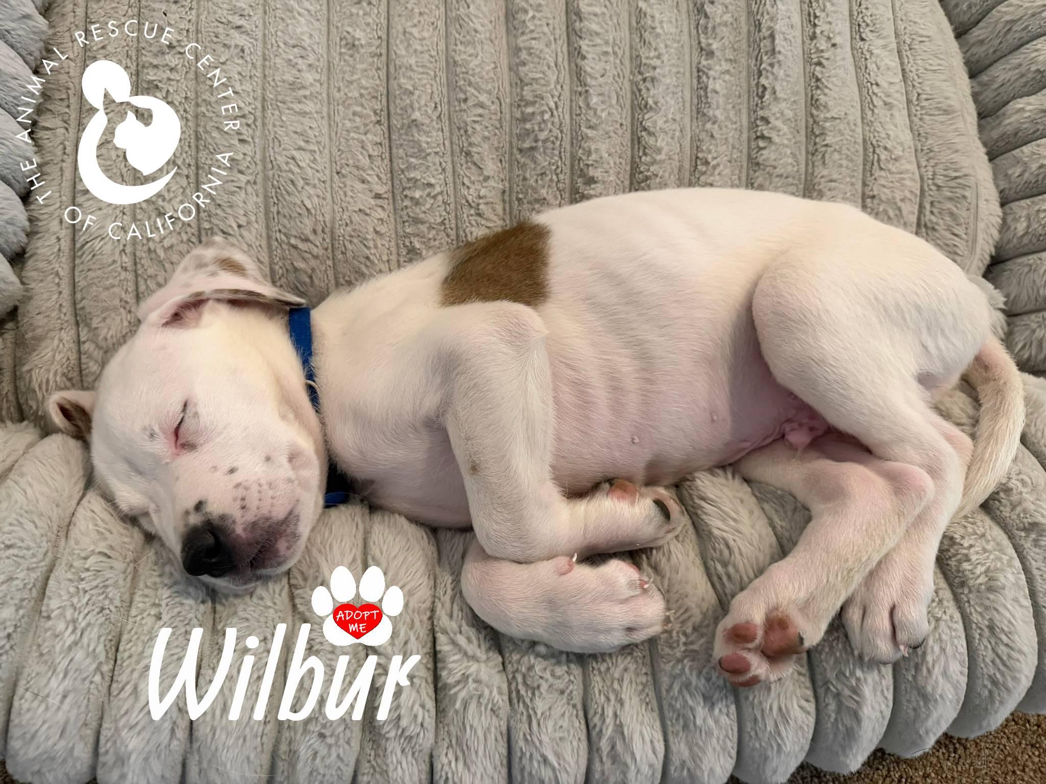 Enlarge Wilbur, a Adopted mixed breed in Coachella, CA image 5/6
