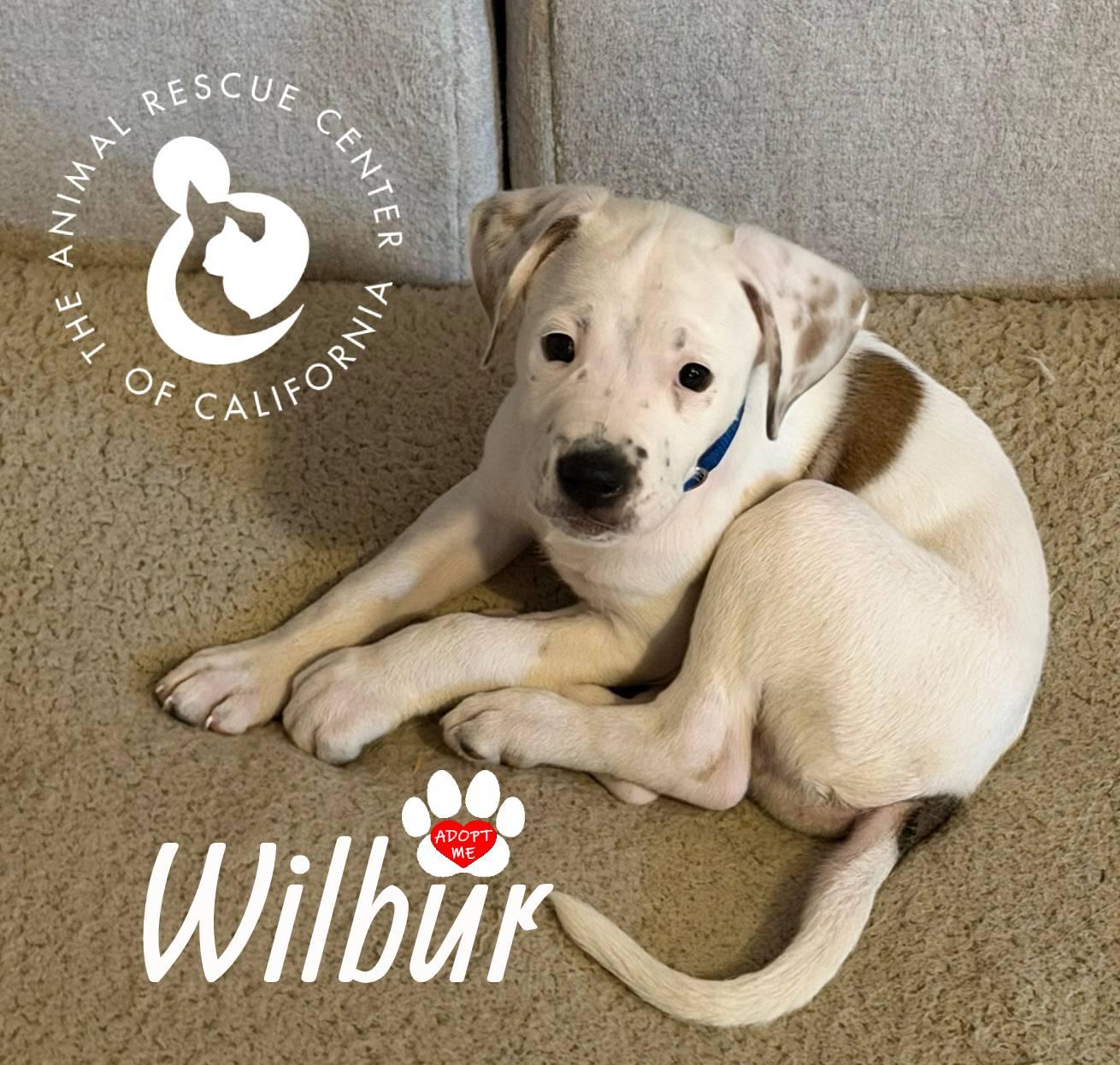 Enlarge Wilbur, a Adopted mixed breed in Coachella, CA image 3/6