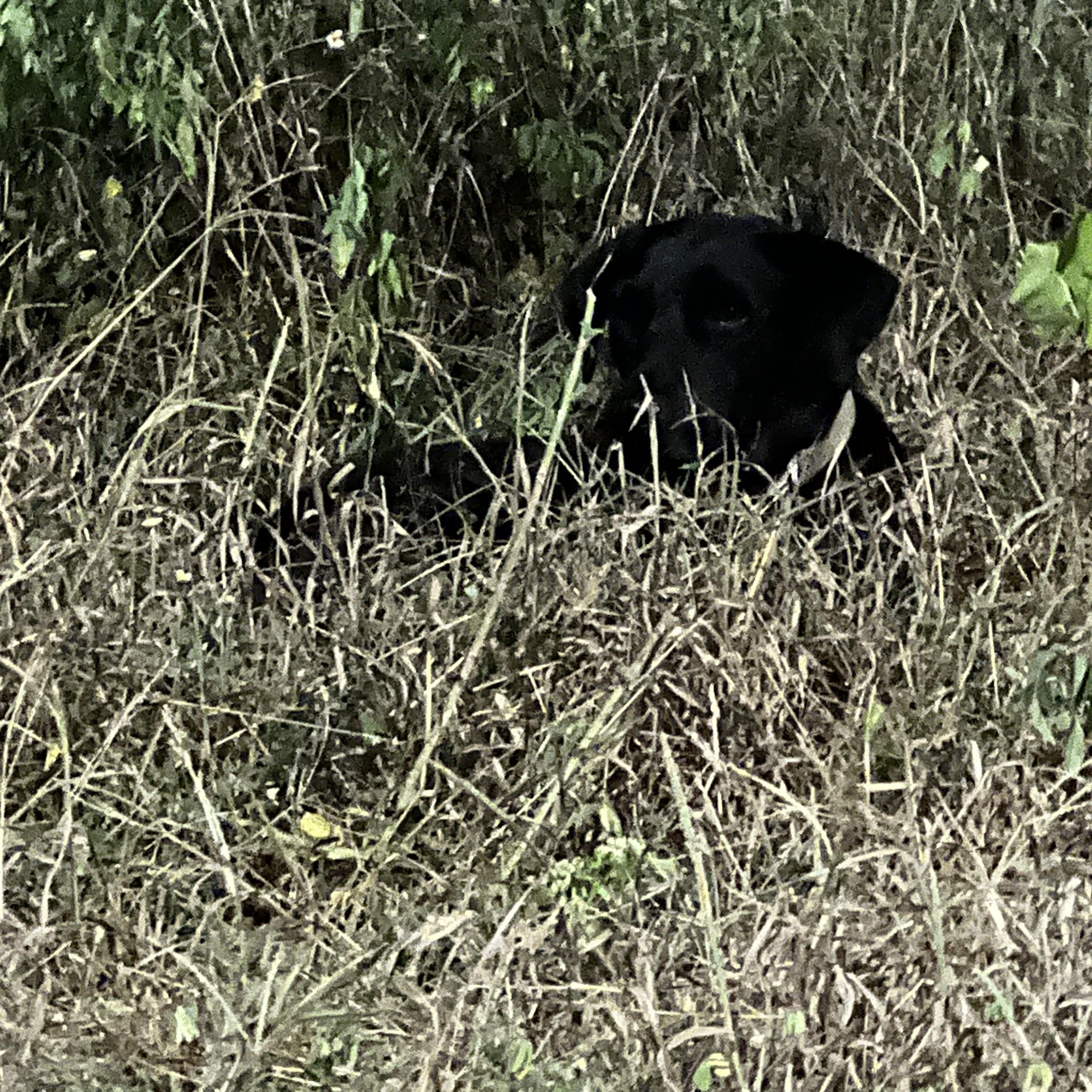 Enlarge Fiona, a Adoptable mixed breed in Tupper Lake, NY image 5/6