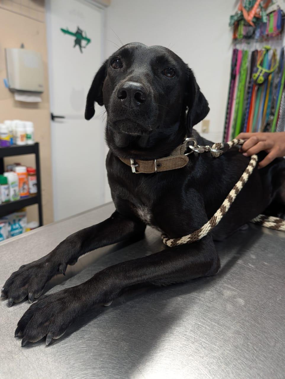 Fiona, Adoptable, Adult Female Labrador Retriever.