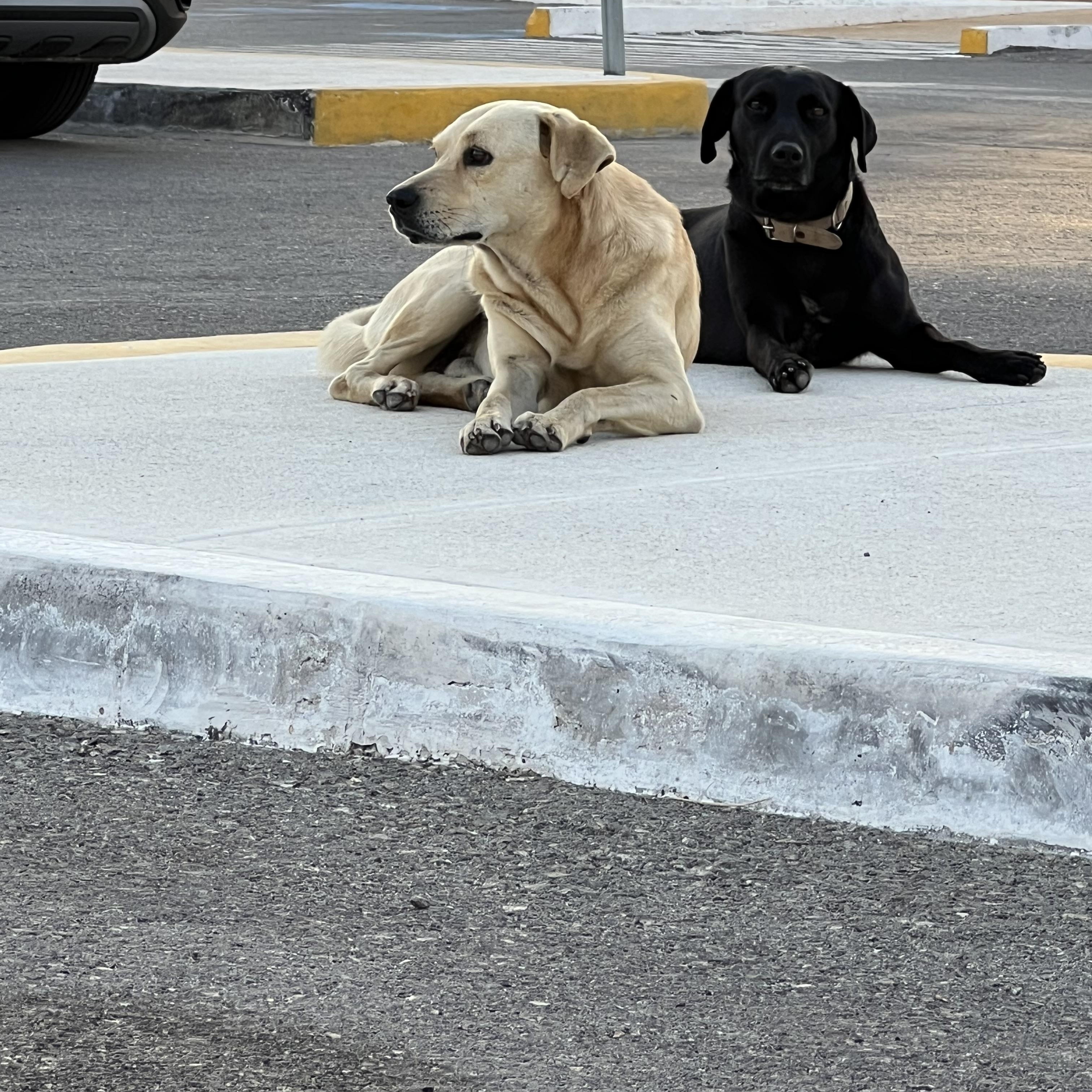 Enlarge Fiona, a Adoptable mixed breed in Tupper Lake, NY image 3/6