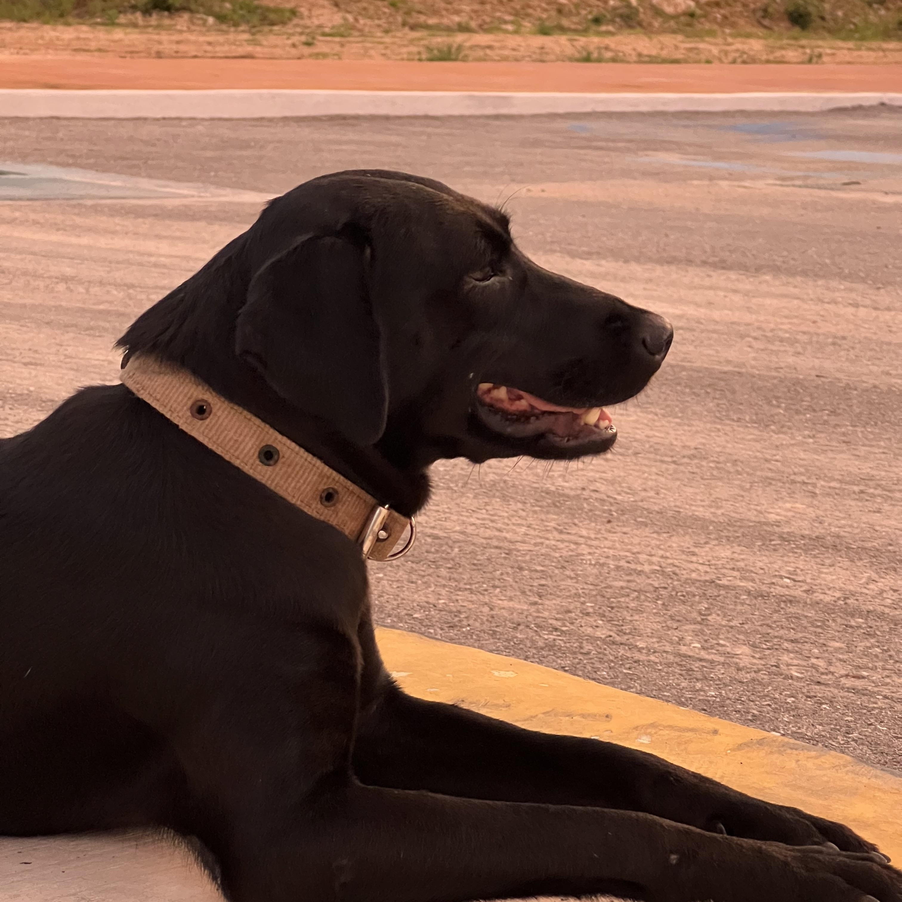 Enlarge Fiona, a Adoptable mixed breed in Tupper Lake, NY image 4/6
