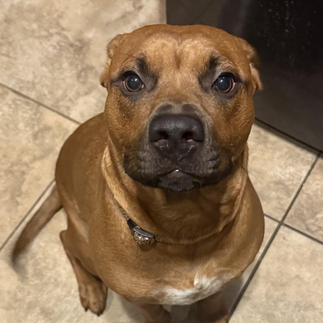 Lucy, Adoptable, Young Female Mixed Breed.