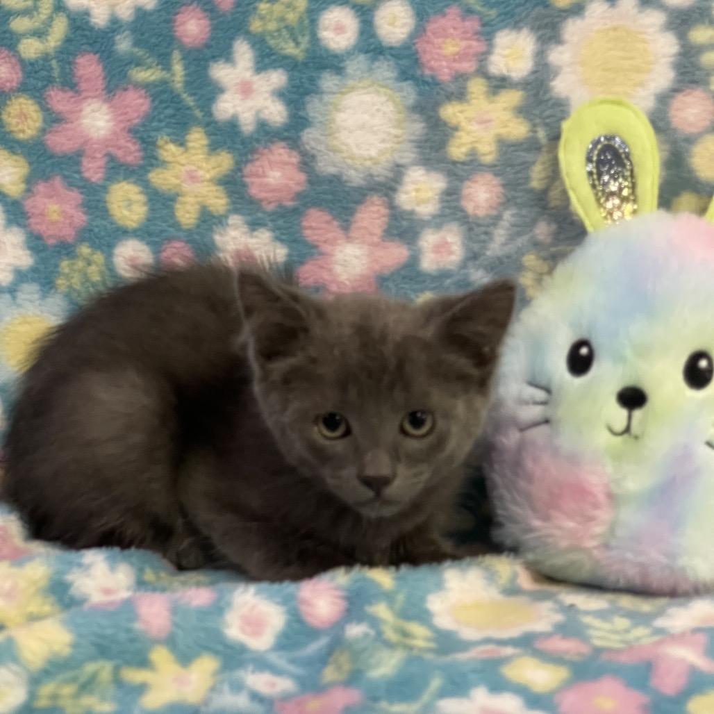 HOPPER, adopted, Kitten Male Domestic Short Hair.