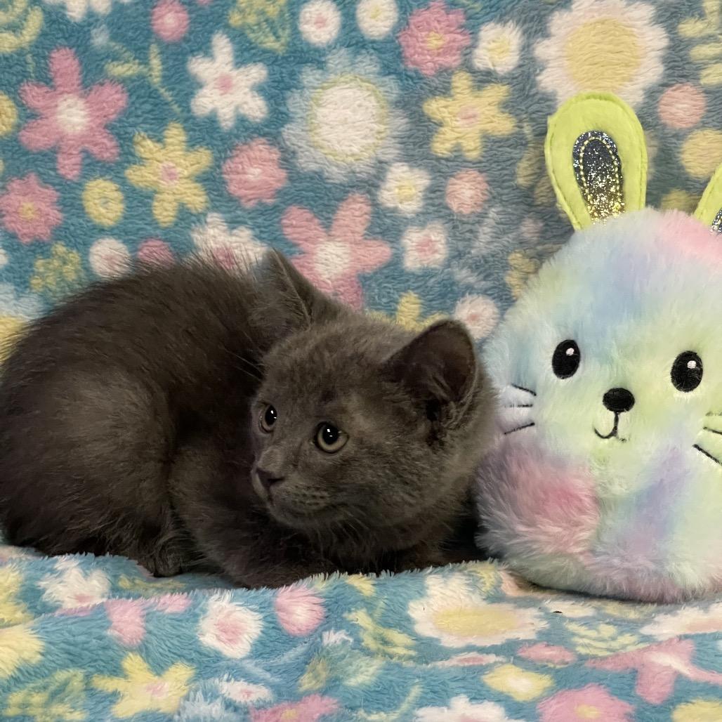 HOPPER, an adopted Domestic Short Hair in Graham, WA image 2/2