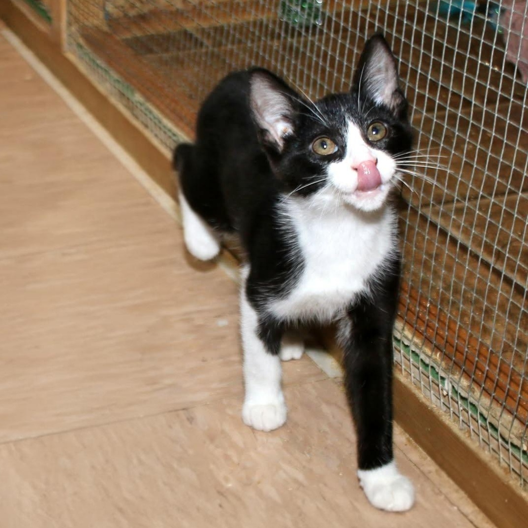 Amara, ADOPTABLE, Kitten Female Domestic Short Hair.