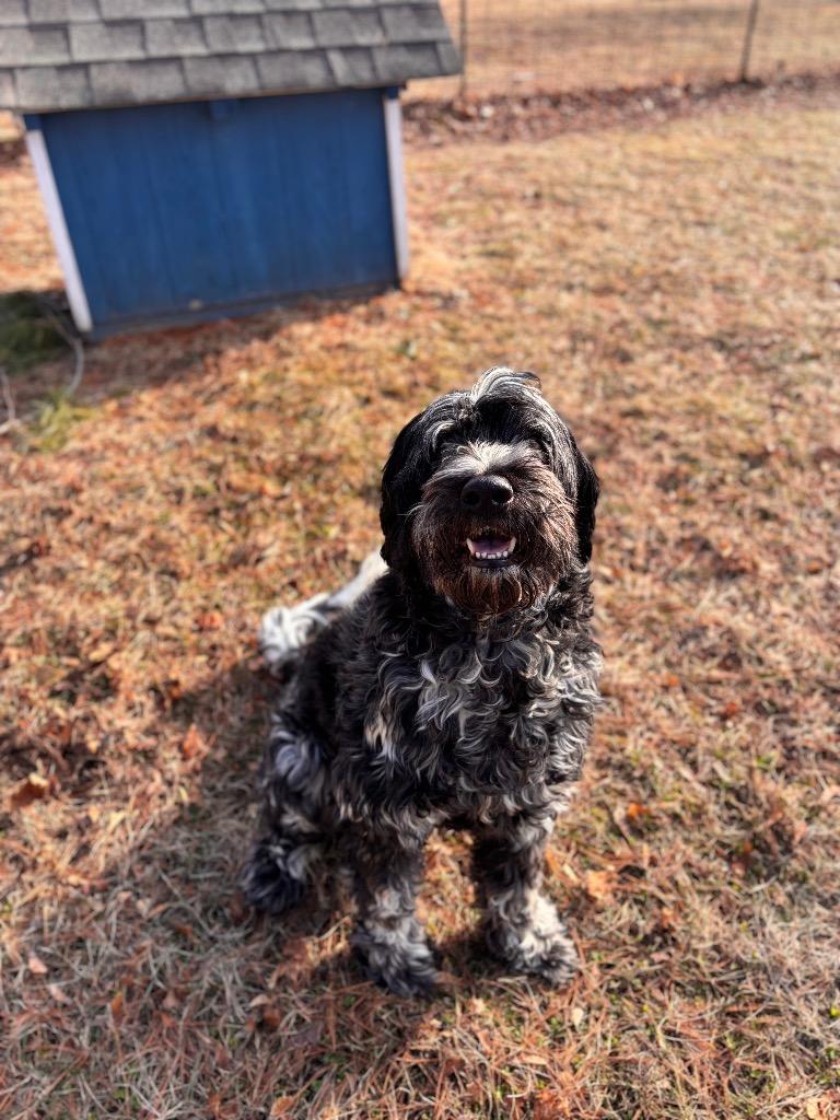 Ryder — thumbnail 2