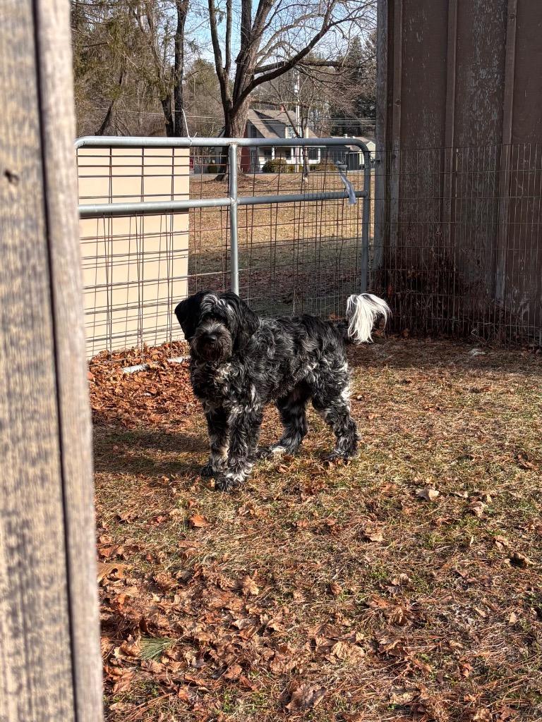 Ryder — thumbnail 3