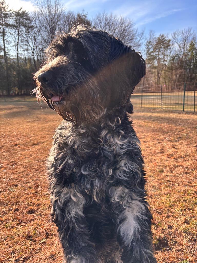 Ryder — thumbnail 4