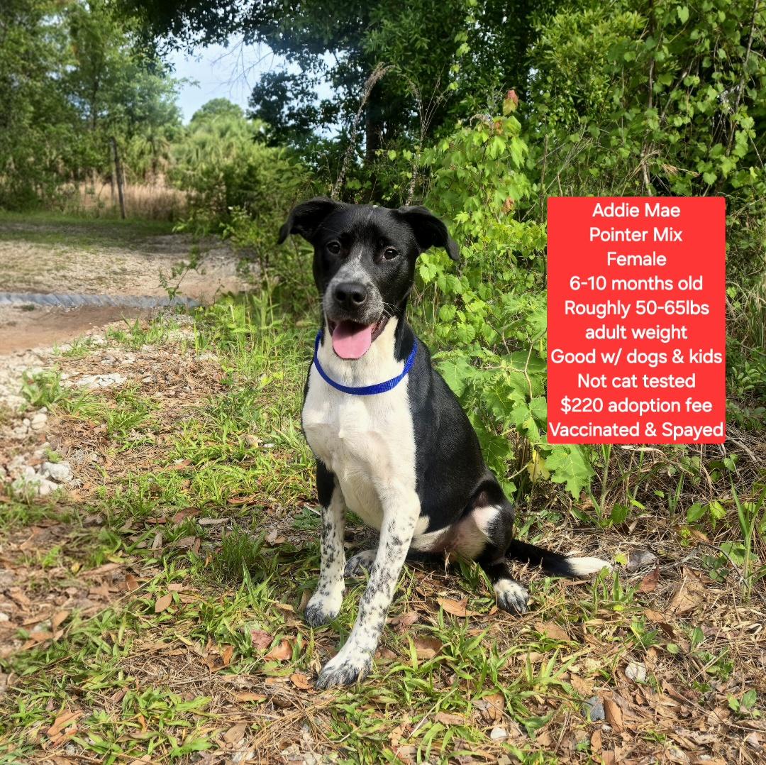 Enlarge Addie Mae, a ADOPTABLE mixed breed in Oviedo, FL image 1/1