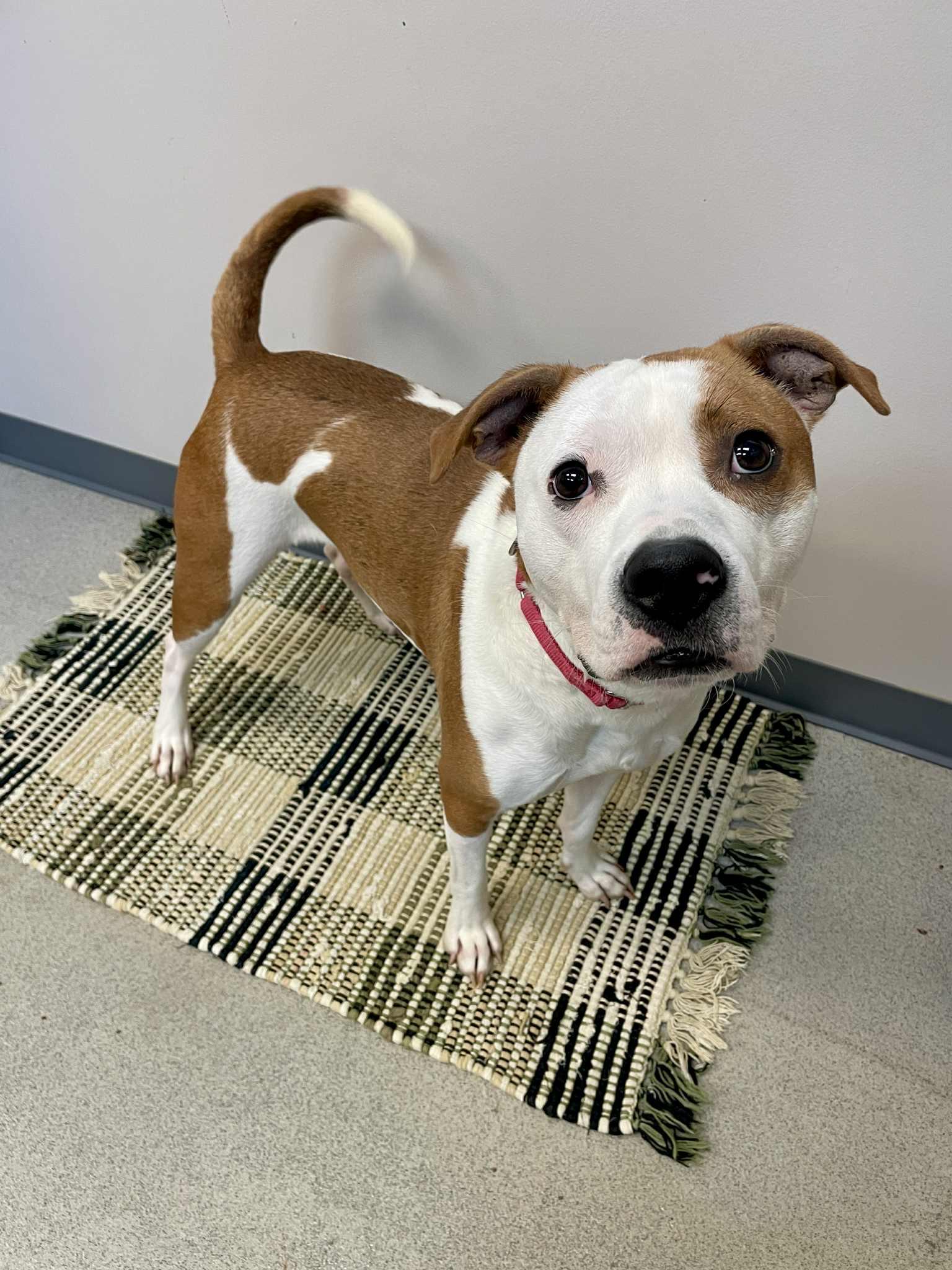 Milo, an adoptable Pit Bull Terrier in Waterloo, IA, 50703 | Photo Image 4