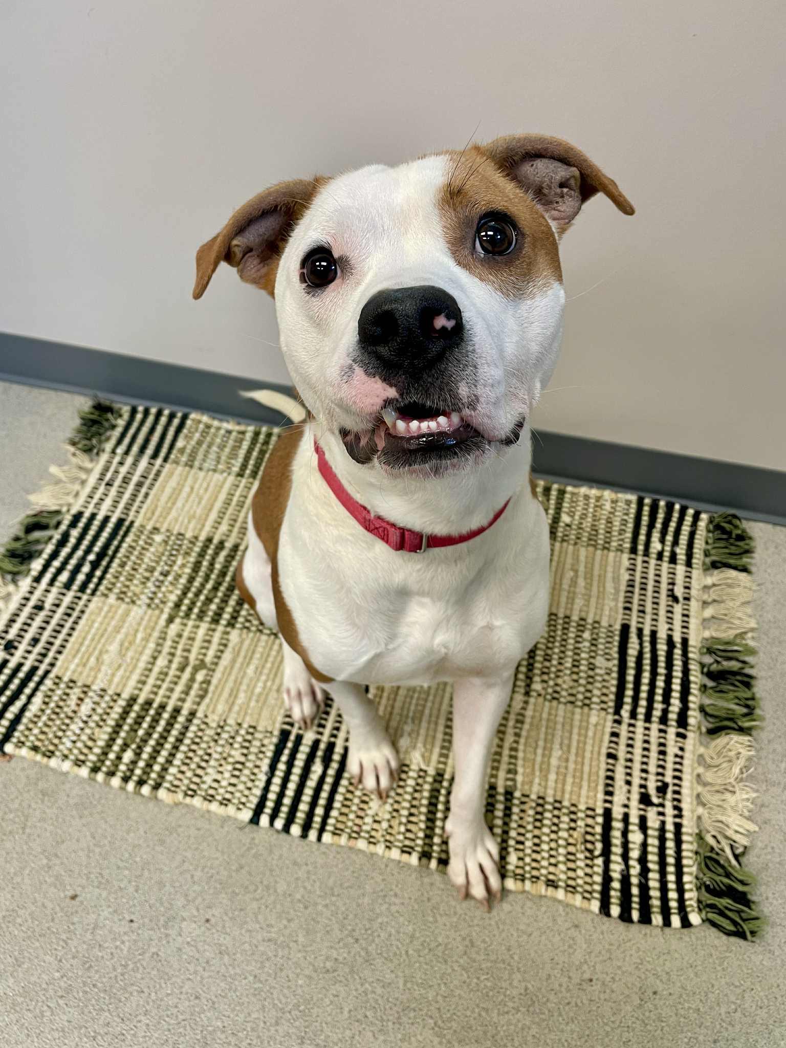 Milo, an adoptable Pit Bull Terrier in Waterloo, IA, 50703 | Photo Image 3