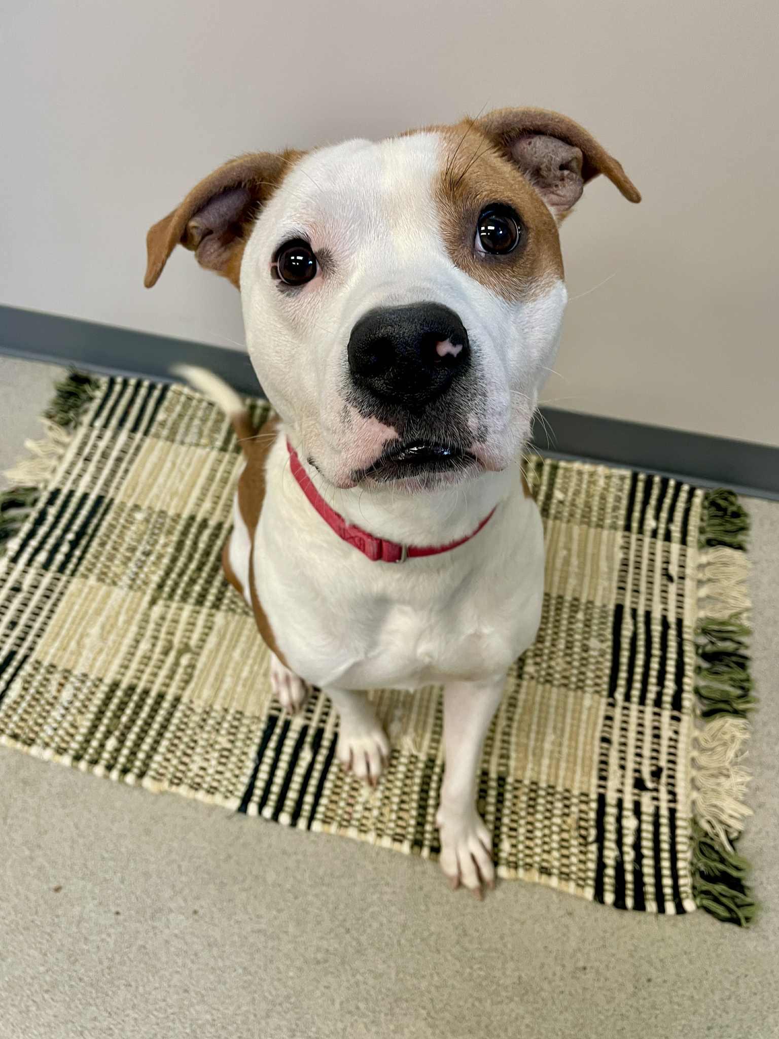 Milo, an adoptable Pit Bull Terrier in Waterloo, IA, 50703 | Photo Image 5