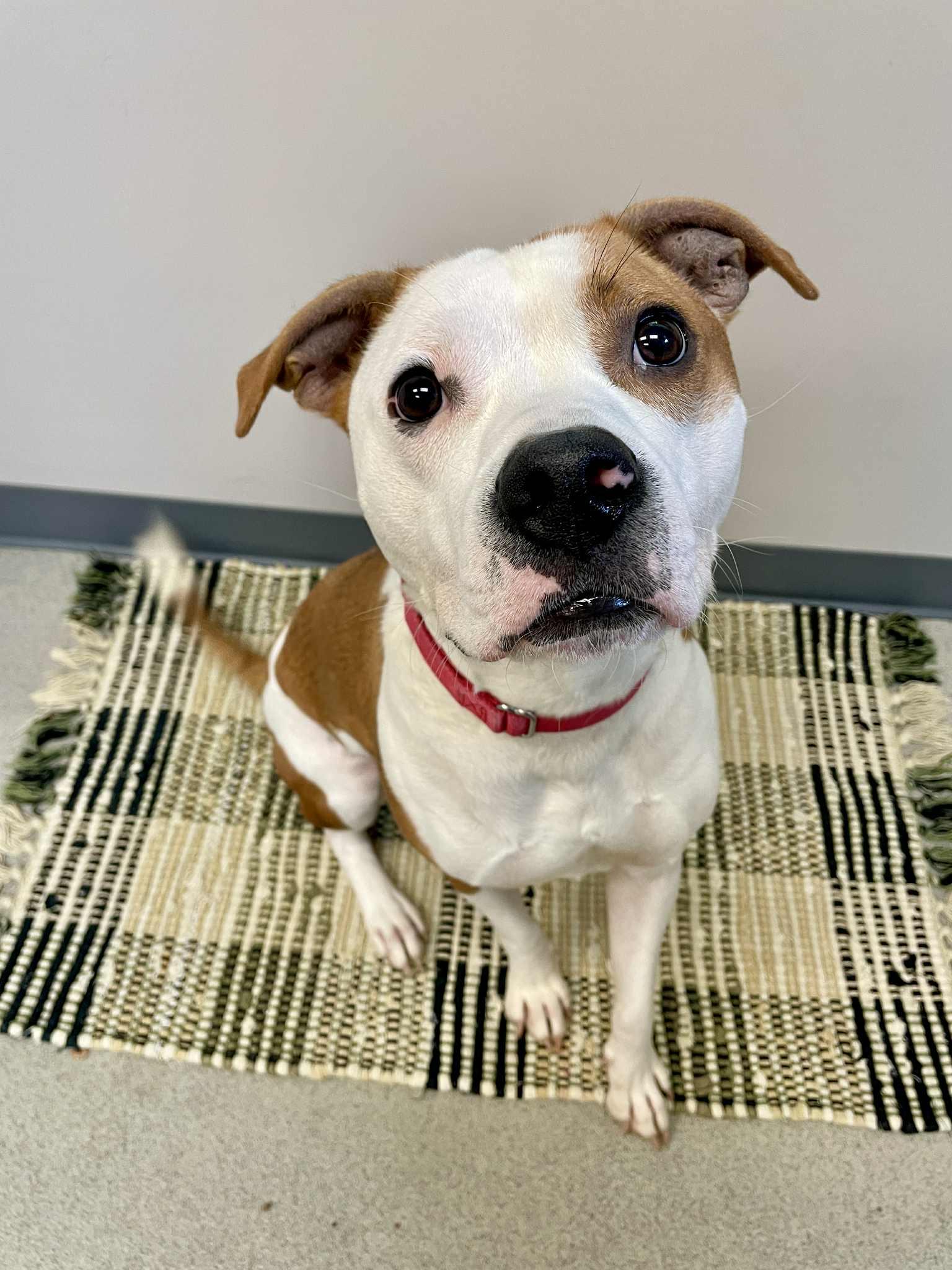 Milo, an adoptable Pit Bull Terrier in Waterloo, IA, 50703 | Photo Image 2