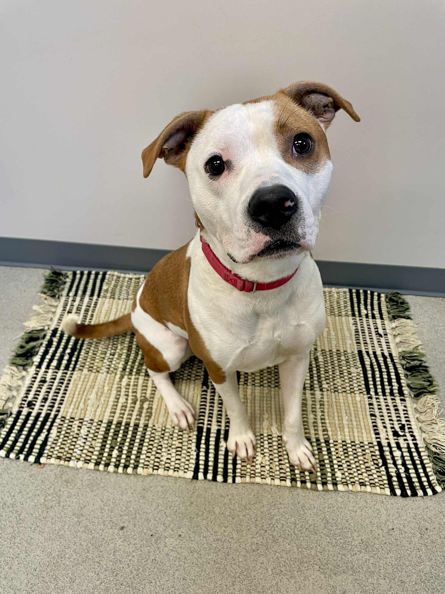 Milo, an adoptable Pit Bull Terrier in Waterloo, IA, 50703 | Photo Image 1